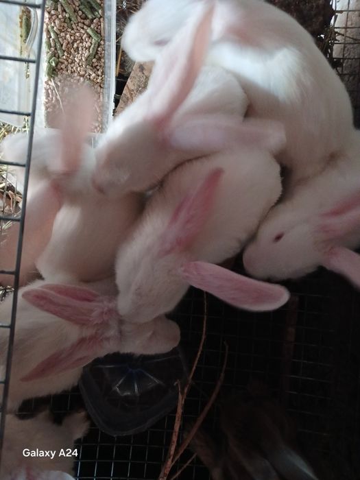 Продаются кролчата 2000