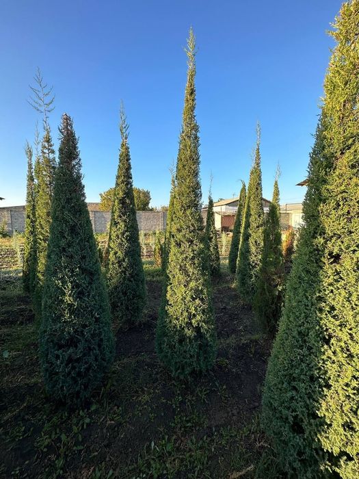 Арча маживелник 3.5м