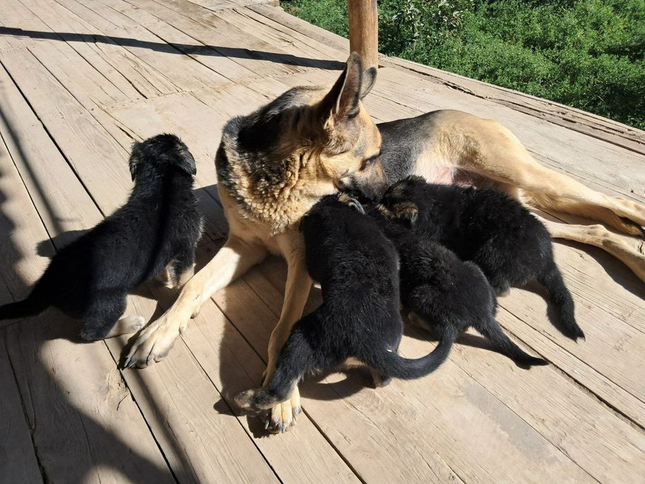 Чистокровные щенки Восточно-европейские овчарки