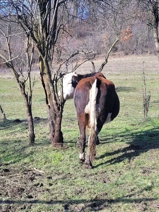 Vând vacă de carne