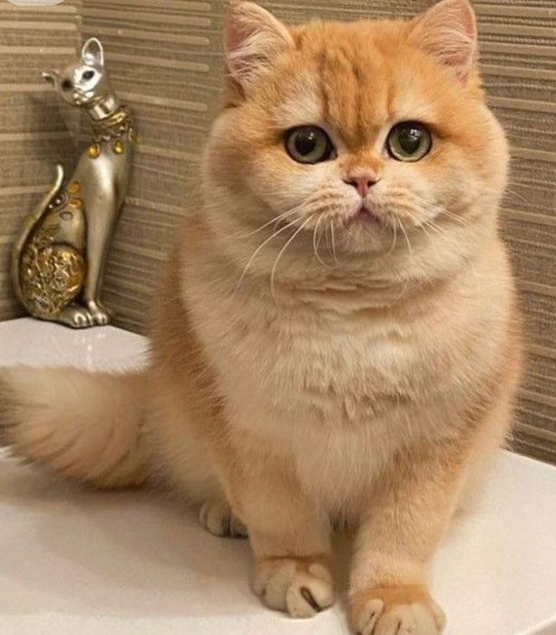 Вязка котик ny12