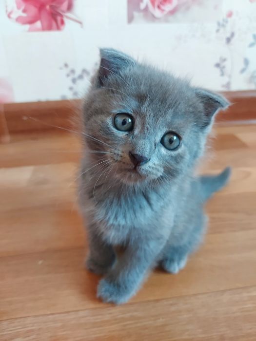 Вислоухий котенок