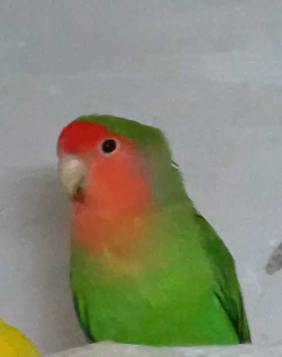 Неразлучники розовощекие