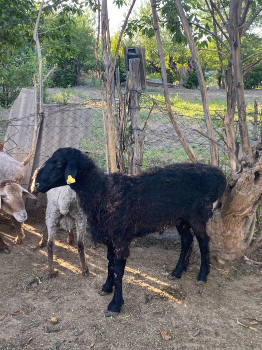 Қошқарлар сатылады