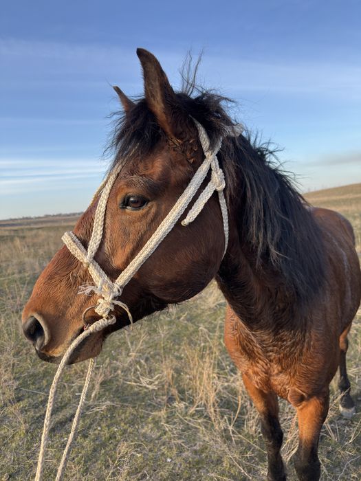 жылқы дөнен