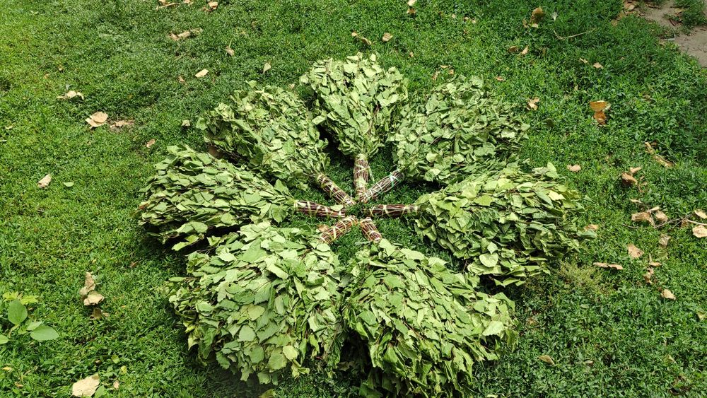 Веники берёзовые