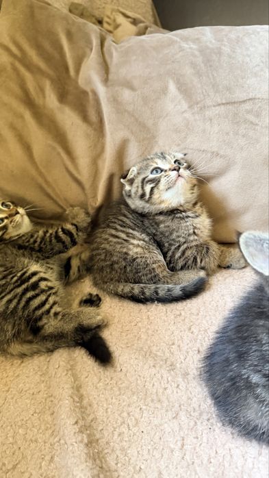Продаются котята скотиш фолд и страйт