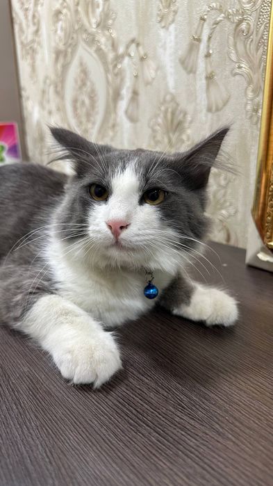 Отдам даром красивую кота хороший руки 1 год мальчик