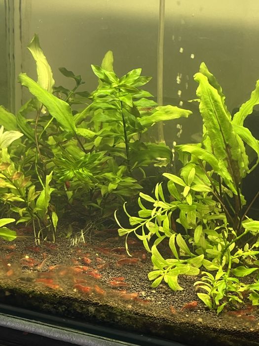 Аквариум 30 л.,40 л.