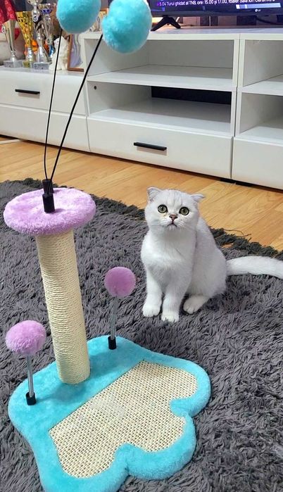 Baiat superb scottish fold cu pedigree