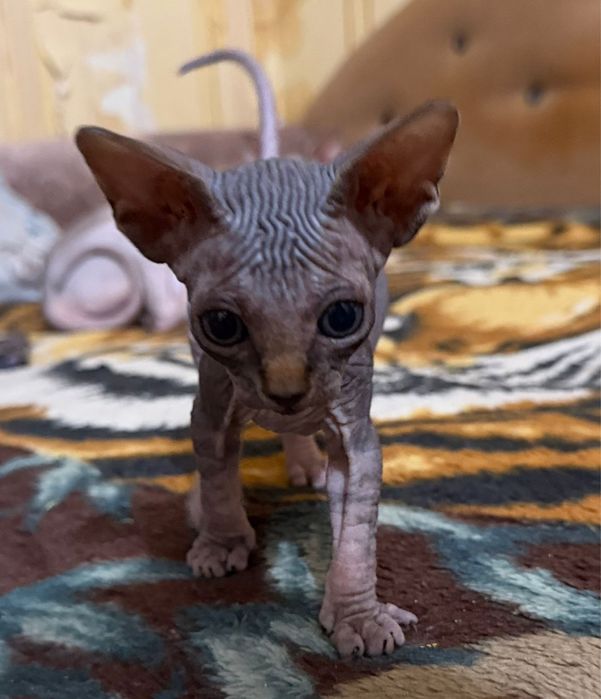 Котята канадский сфинкс