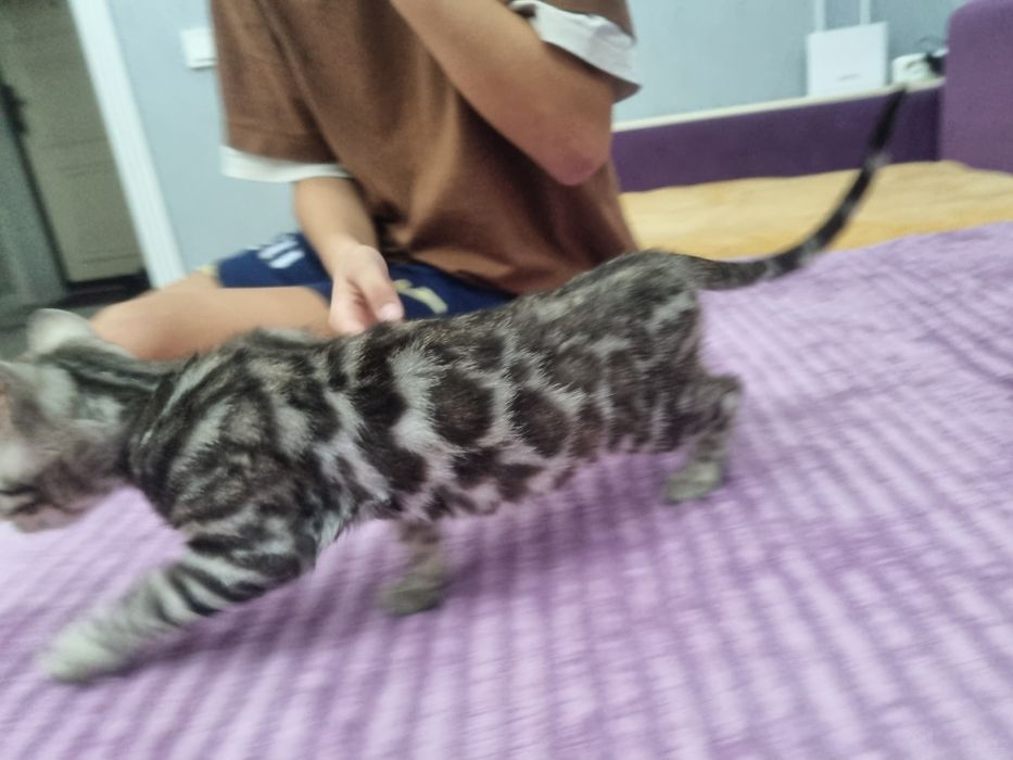 Бенгальская красавица