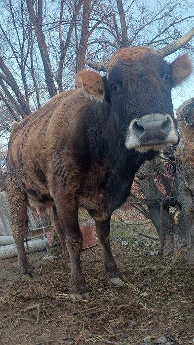 Продаётся карову