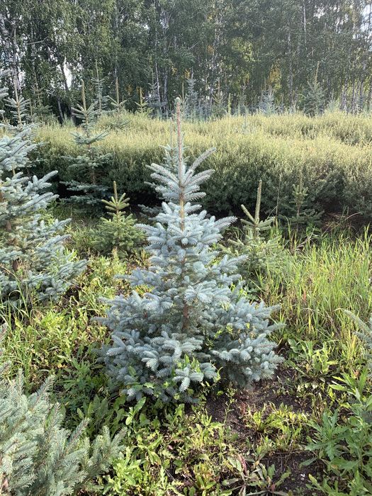 Саженцы деревьев