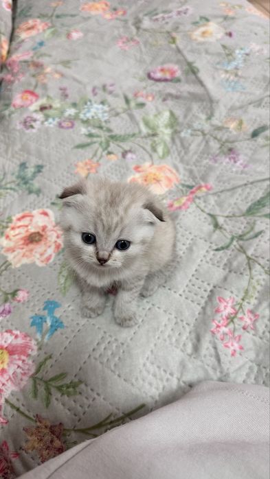 Шотландский вислоухий котенок