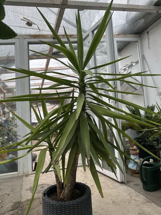 De vanzare planta yucca la ghiveci