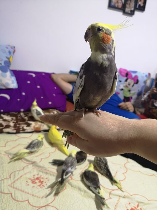 Nimfe pui și adulte