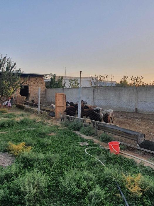 Нотурар бино иншоот 2.5 Га