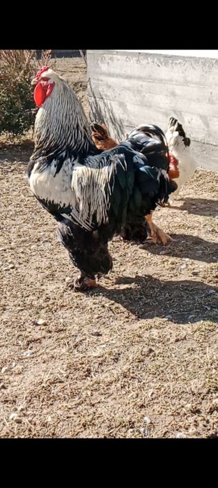 Тёмни брама 2 год