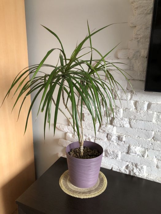 Продам цветы для офиса, дома