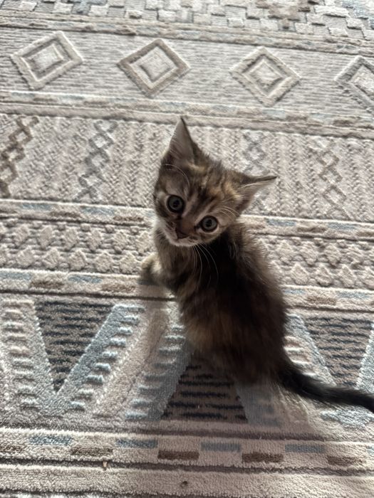 Отдам котенка 2,5 меяца