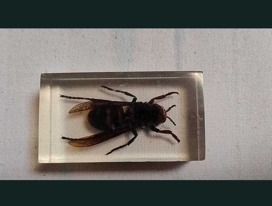 Insecte reale conservate în rășină sintetică - seria de la Deagostini