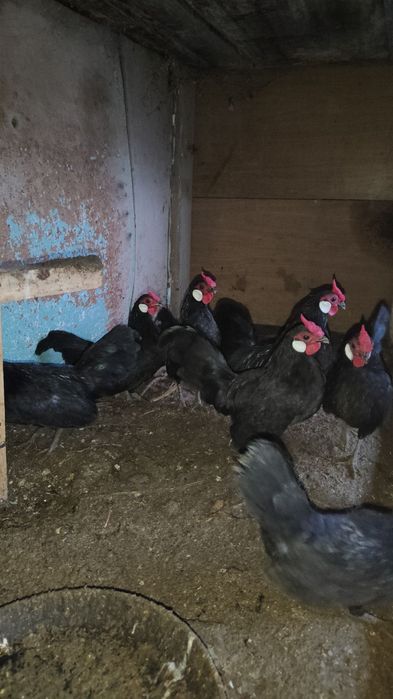 Beltanka zot oq zirak Xo'rozlar sotiladi