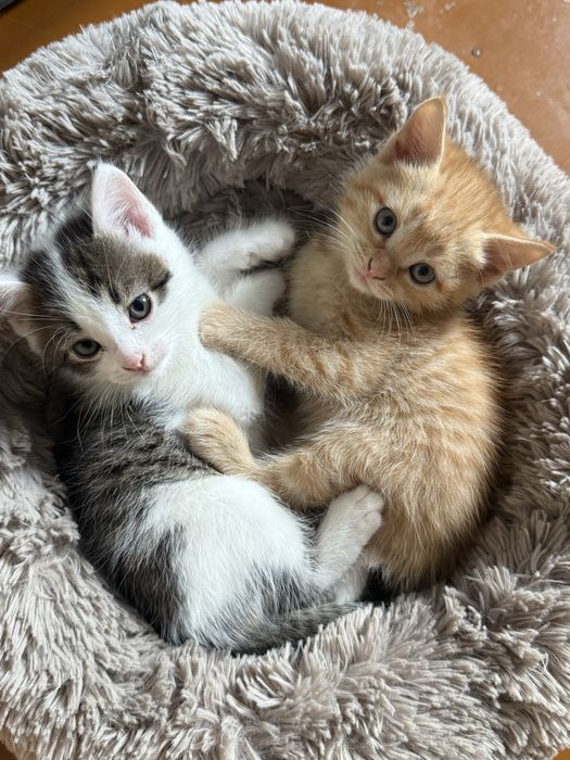 котята домашние милые