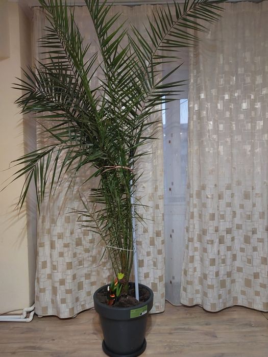 Palmier Phoenix Canariensis ornamentale