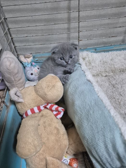 Вислоухая кошечка