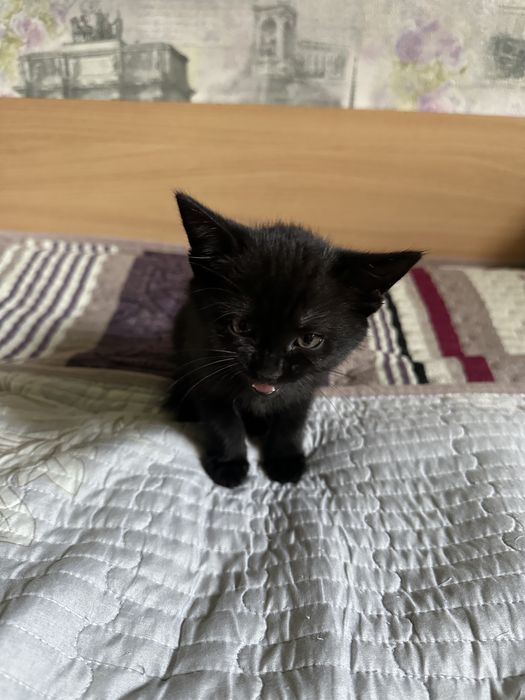 Милый Котенок ищет Дом