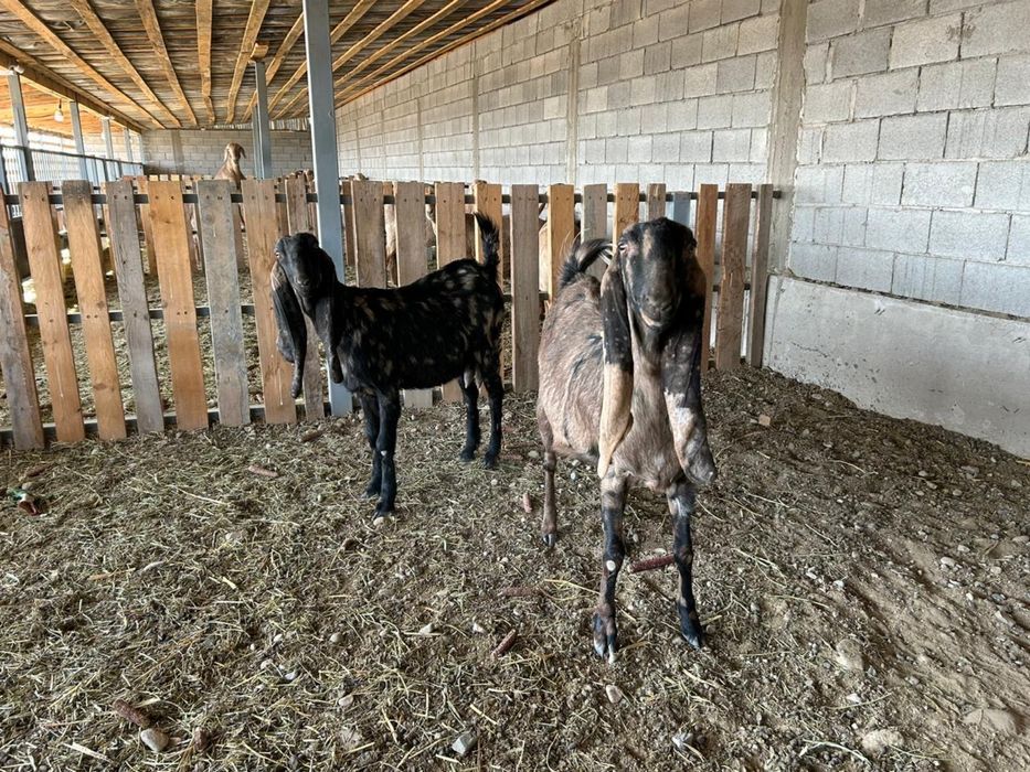 Продаются козы Камори