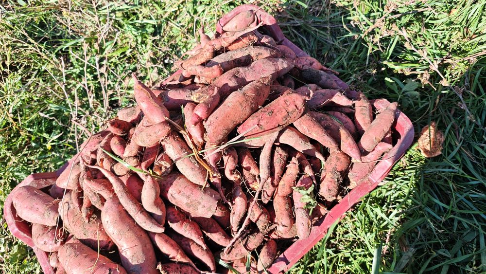 Vand cartofi dulci Bio