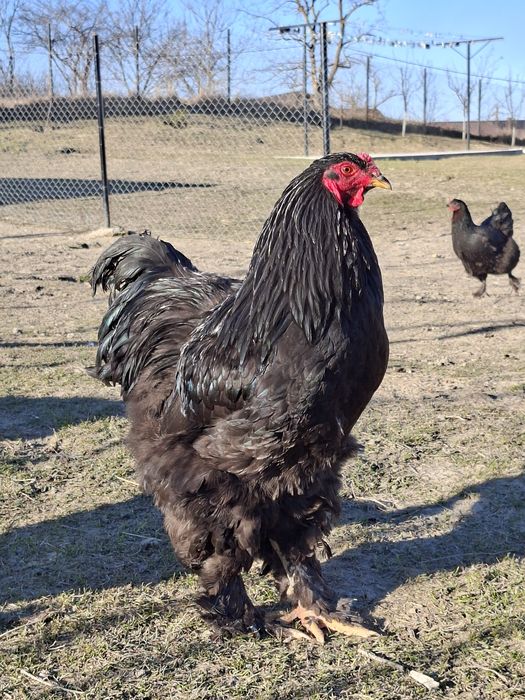 Cocoși/ouă rasă brahma