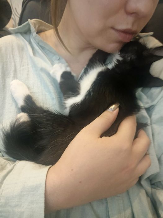 Пристраивается очень ласковая котёнок девочка
