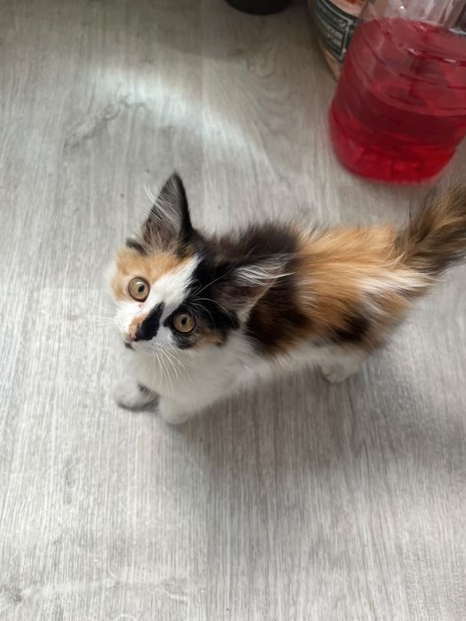 Отдам котёнка. Девочка, умная