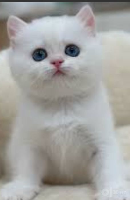 Scottish fold Scottish strayt