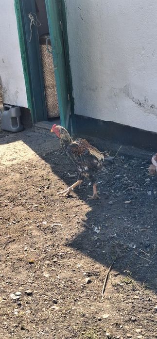Продам дакана хороший большой