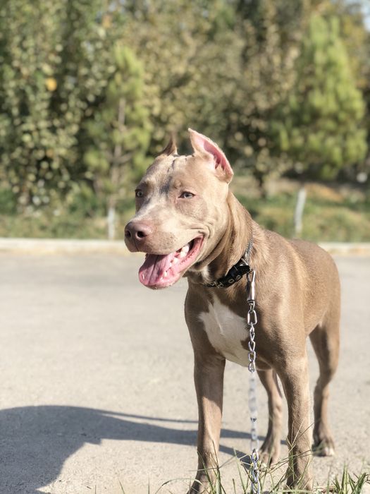 Собаки 11 месяцов,нужна сучка