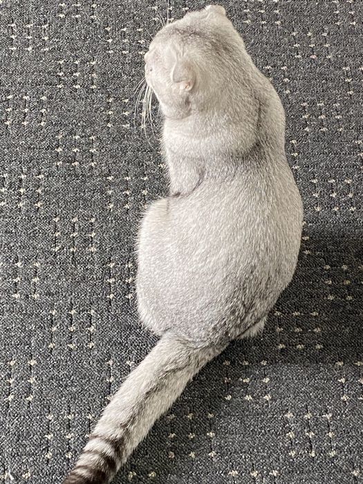 Продам шотландского кота