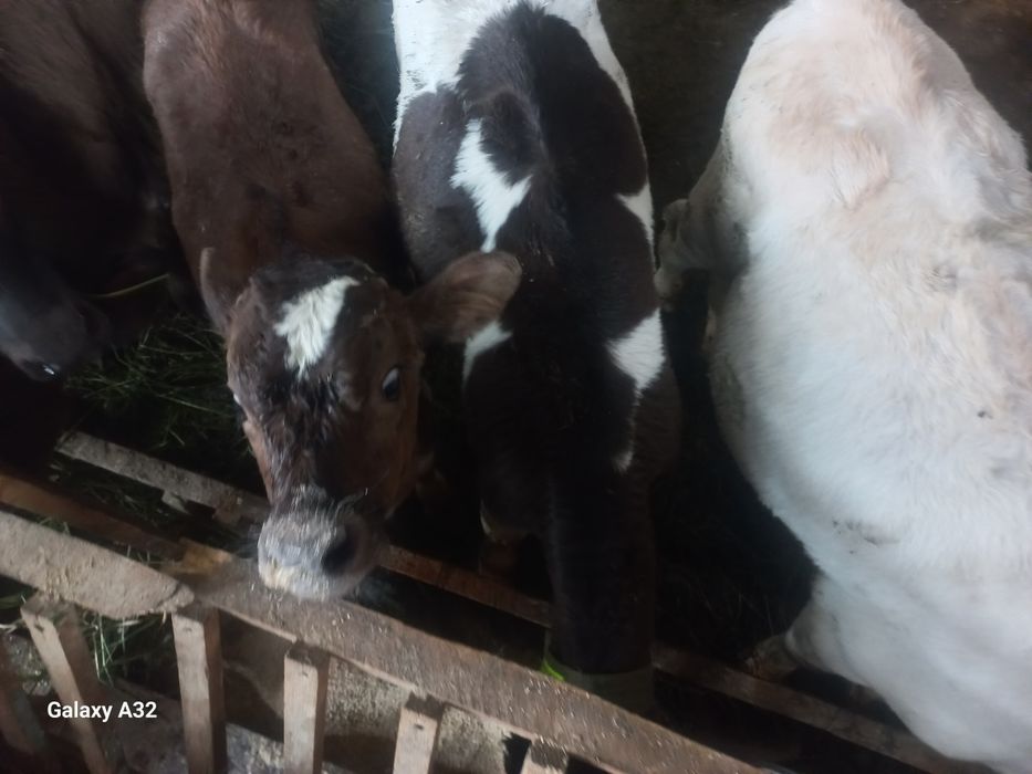 Продам телят, бычки
