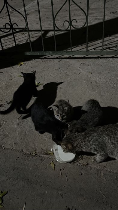 Котята ищут дом!!!