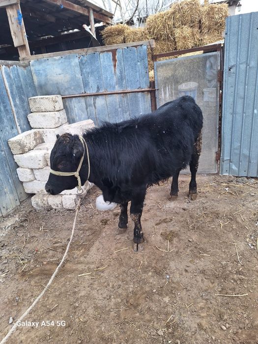 Бұқа қашыру таза Ангус бұқа