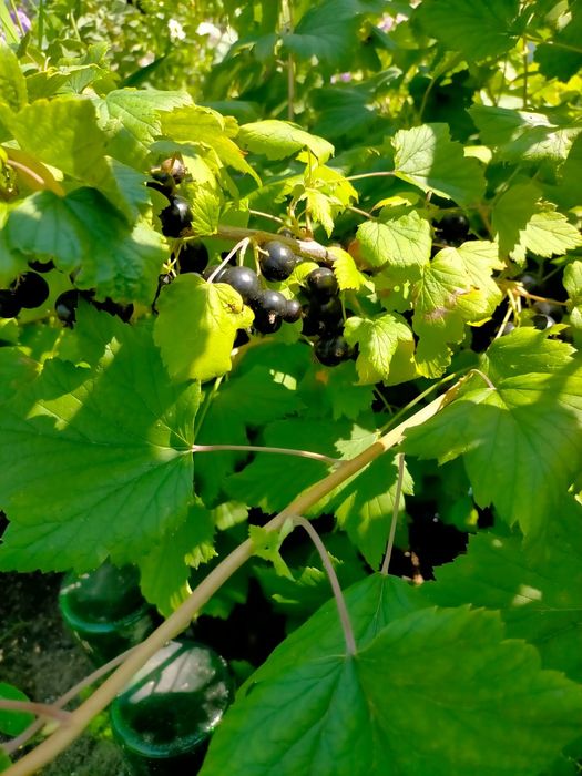 Продам саженцы смородины красной.