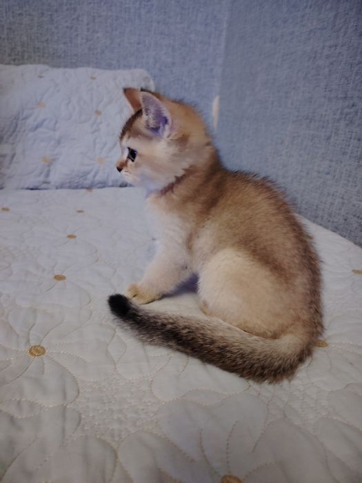 Котята британской шиншиллы