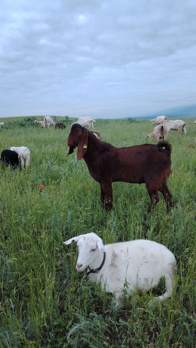 Сүтті ешкі ның текесы