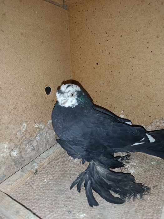 Продаю соч молодой носачубый