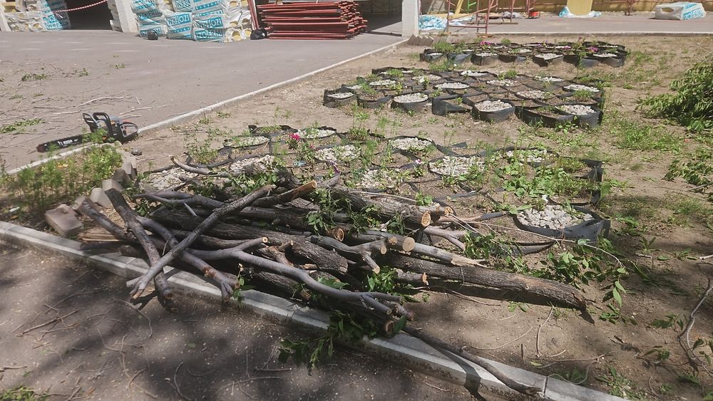 Дрова бесплатно сомавывоз