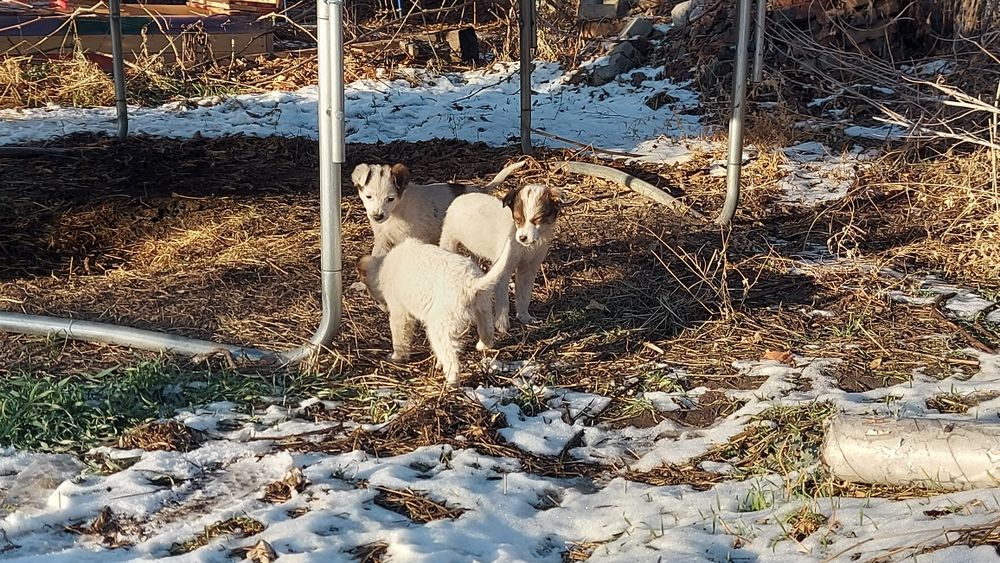 Отдам в добрые руки