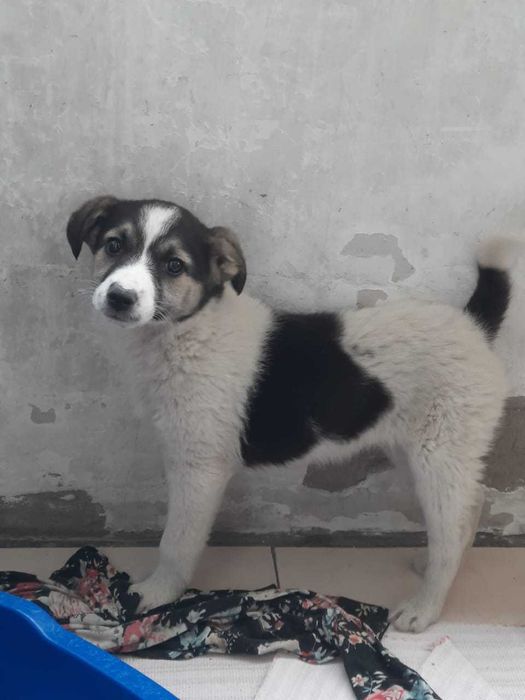 Отдаем щенка, в добрве руки